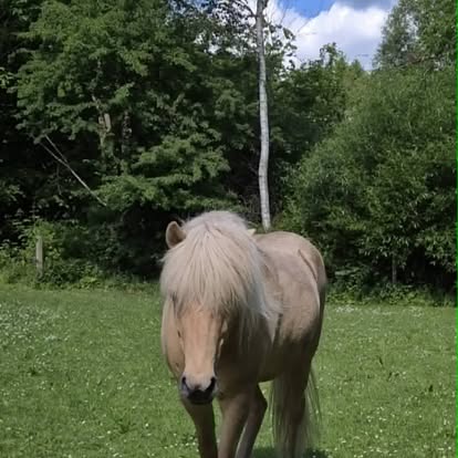 Hest i naturen