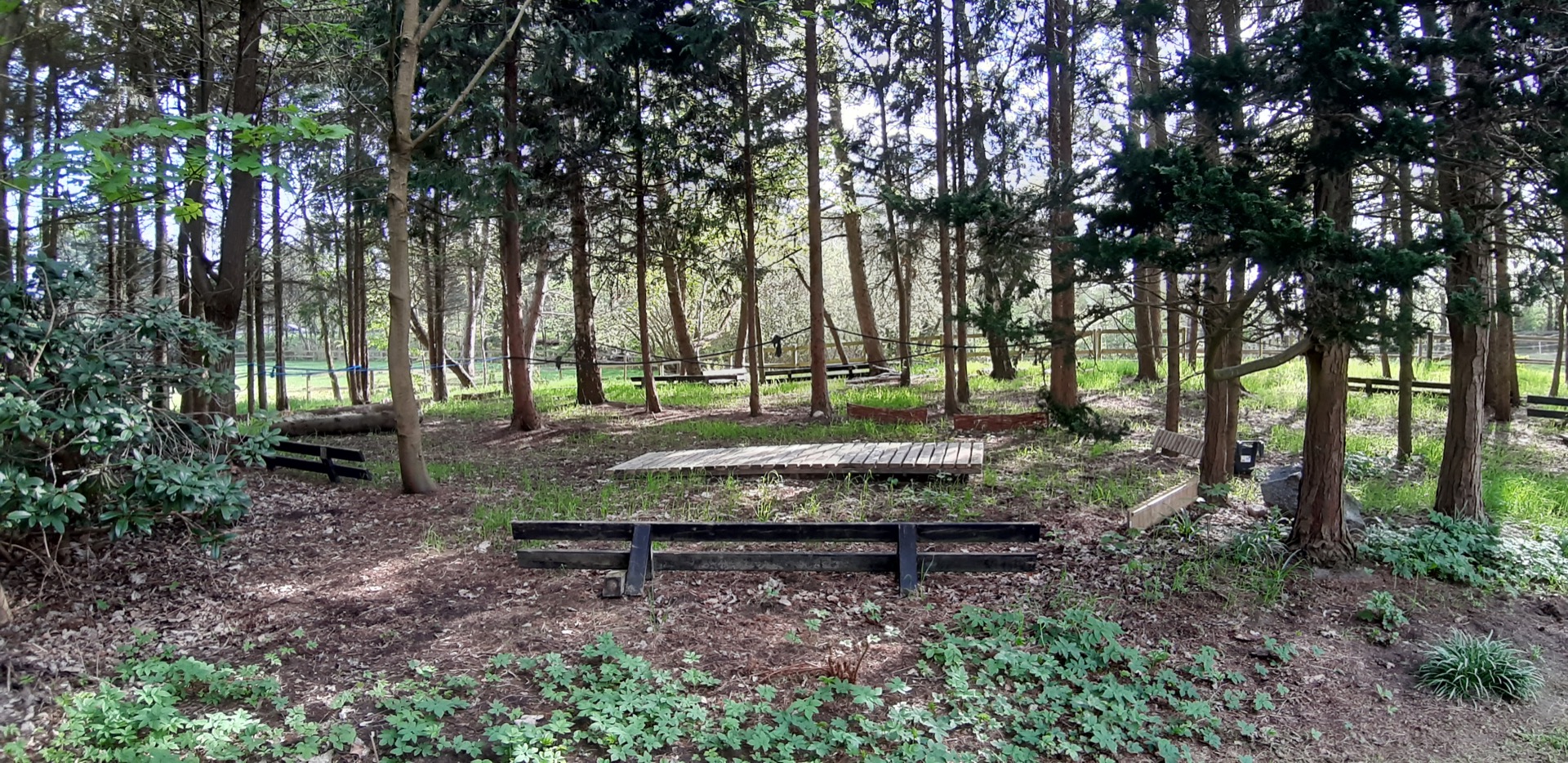 Forest Trail-agilitybane